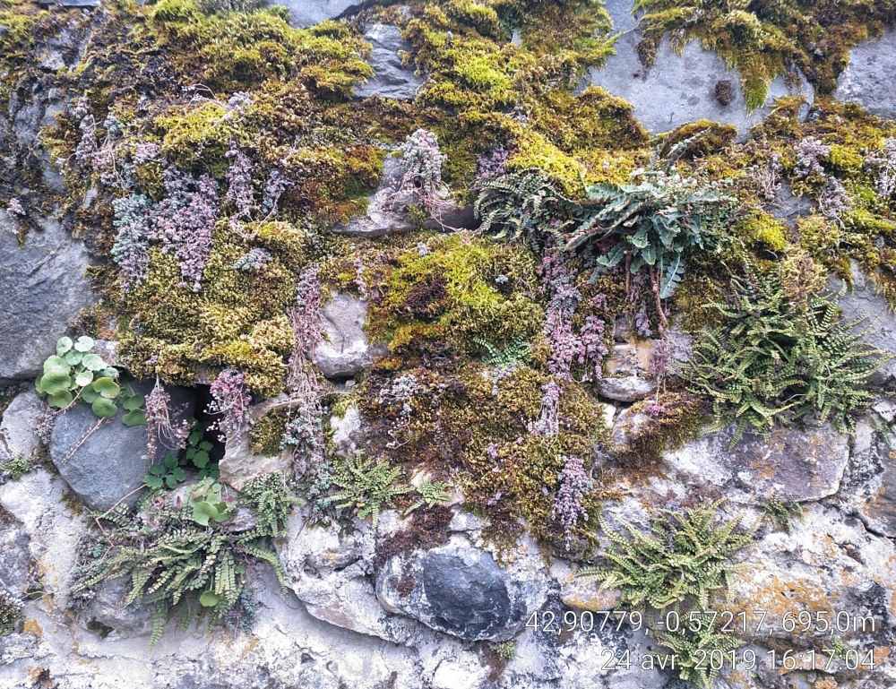 Asplenietalia ceterach