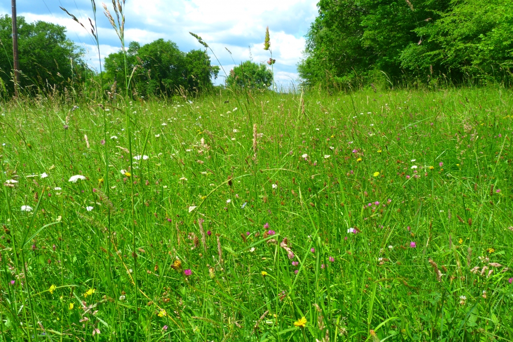 Lino usitatissimi subsp. angustifoli - Gaudinion fragilis écoph. vivace