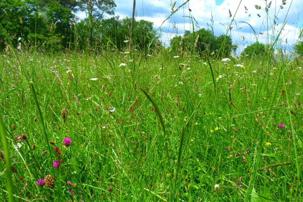 Arrhenatheretalia elatioris subsp. elatioris