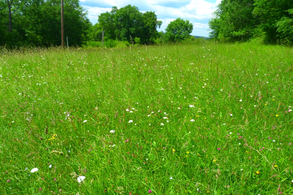 Arrhenatherenea elatioris subsp. elatioris