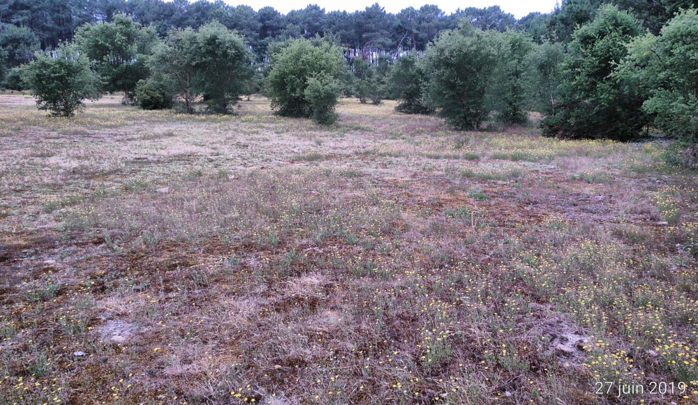 Tuberarietalia guttatae