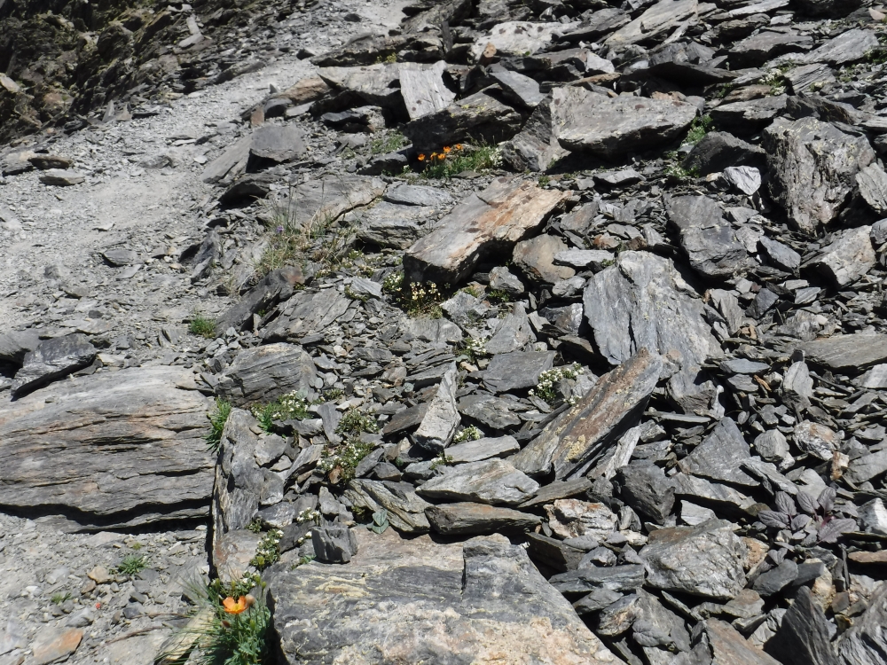 Cerastio pyrenaici - Senecionetum leucophylli