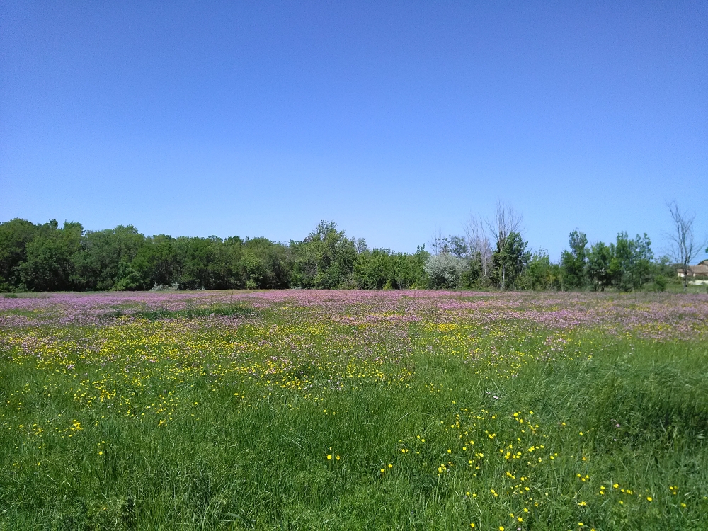 Lino usitatissimi subsp. angustifoli - Schedonoretum arundinacei subsp. arundinacei