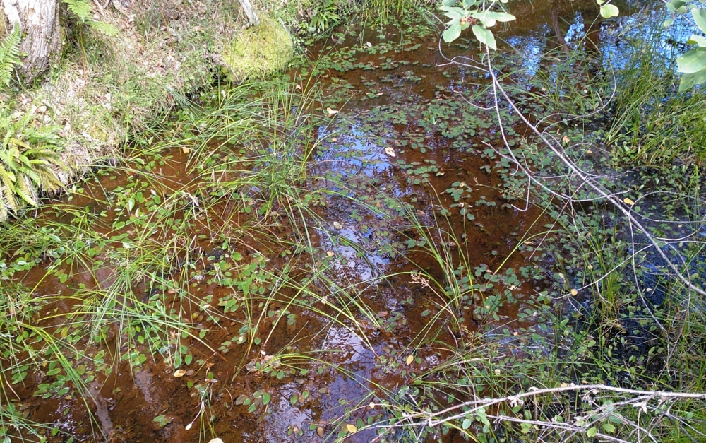 Junco bulbosi écoph. stagnophile - Potamogetonion polygonifolii
