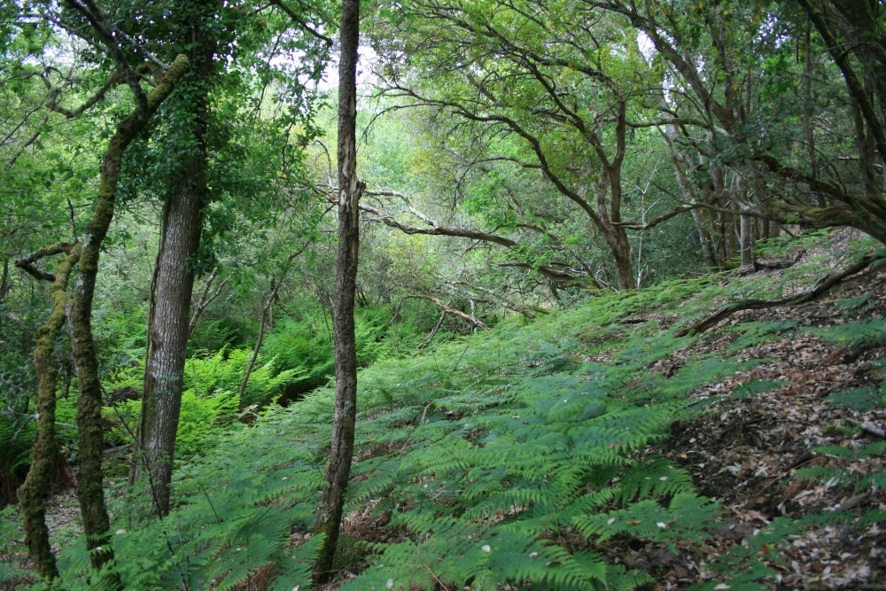 Pino pinastri subsp. atlanticae - Quercetum ilicis