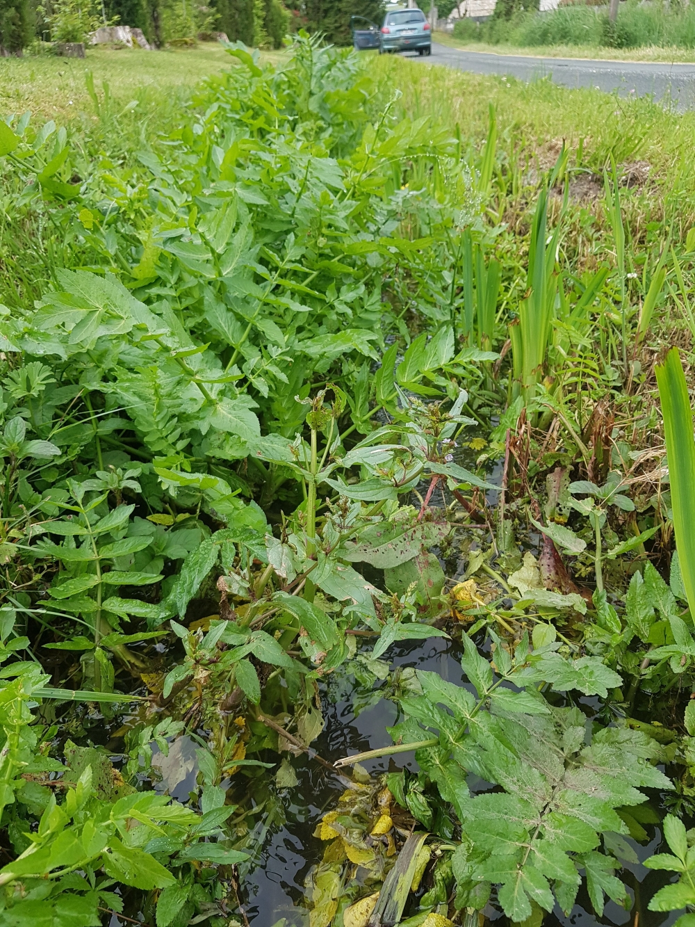 Helosciadion nodiflori