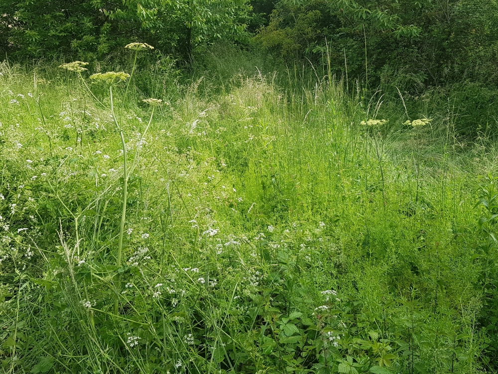 Aegopodion podagrariae