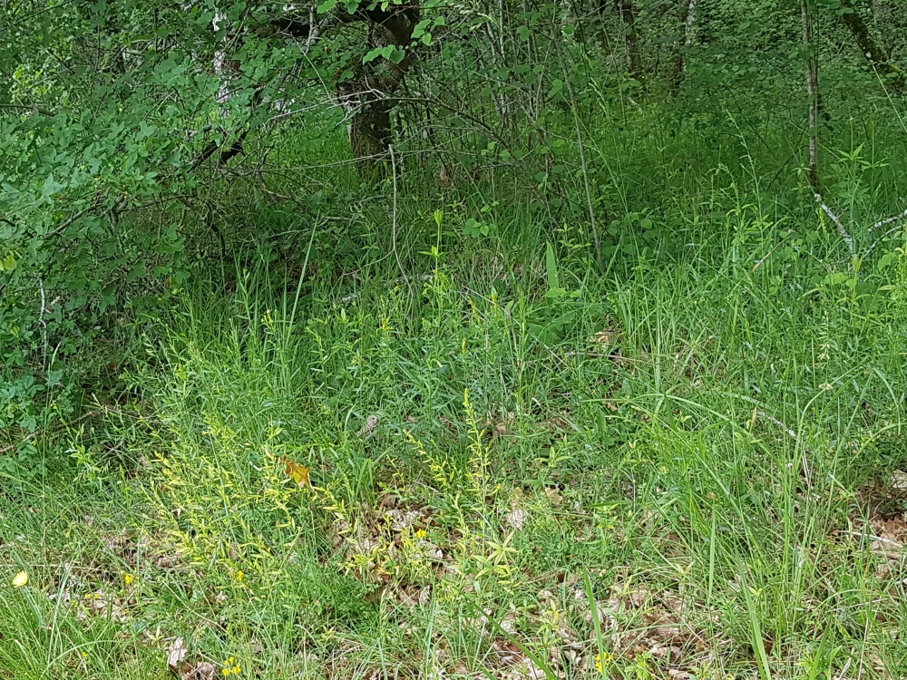 Trifolio medii - Geranietea sanguinei