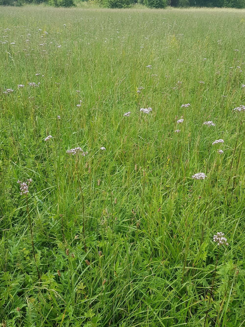 Stachyo palustris - Cirsion oleracei
