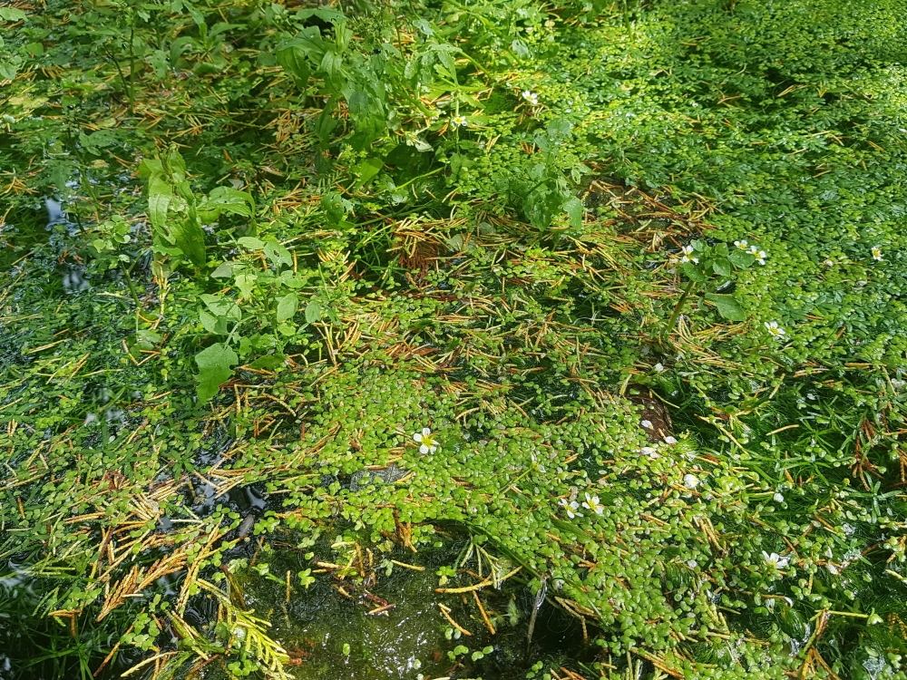 Callitricho obtusangulae - Ranunculetalia peltati