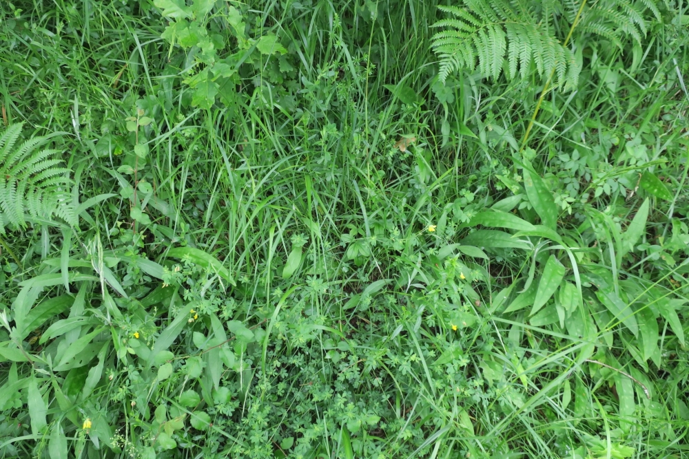 Trifolio medii - Agrimonienion eupatoriae