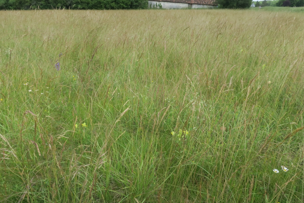 Festuco valesiacae - Bromopsidetea erectae