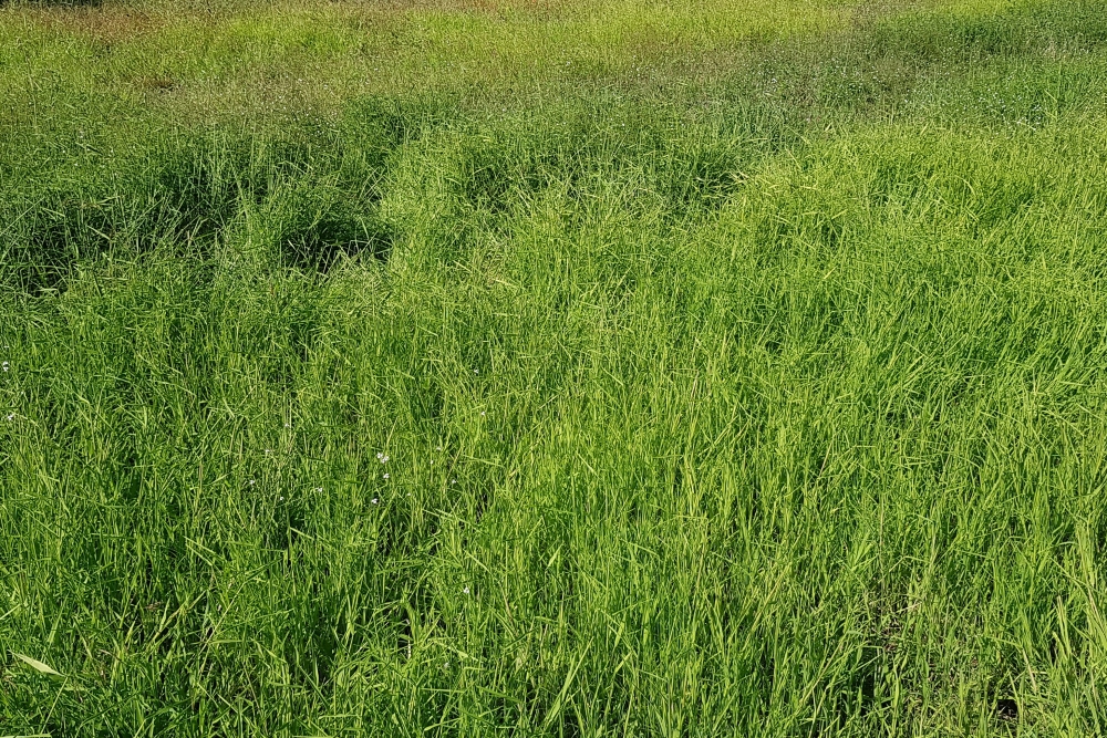 Leersietum oryzoidis