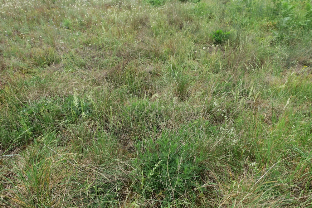 Koelerio macranthae - Phleetalia phleoidis