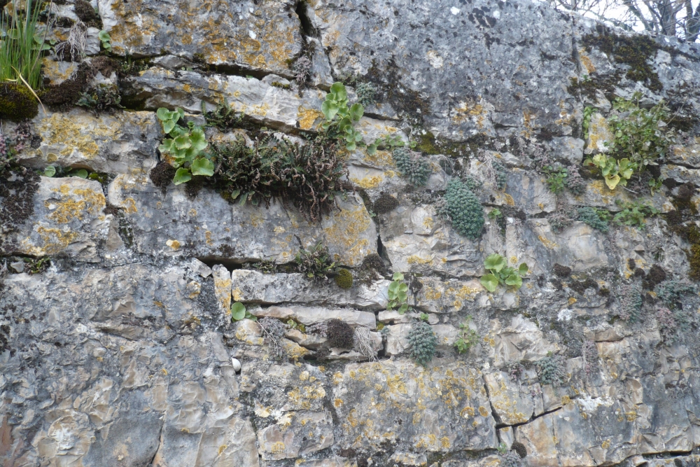 Sedo dasyphylli - Asplenietum ceterach