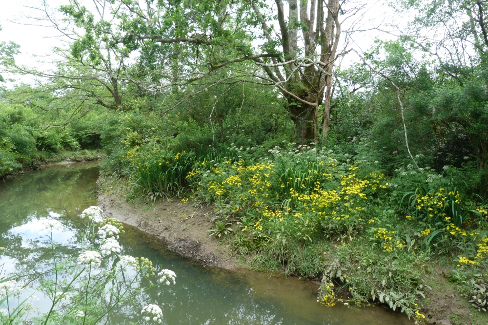 Senecioni aquatici - Oenanthetum crocatae