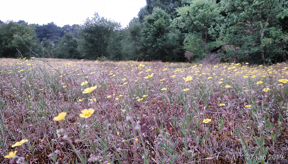 Tuberario guttatae - Airion praecocis