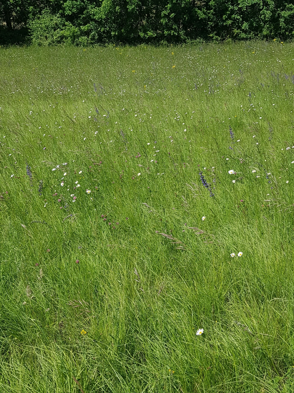 Mesobromopsidion erectae