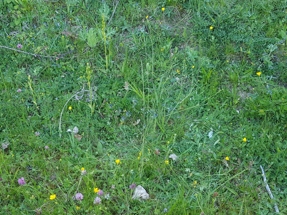 Mesobromopsidion erectae