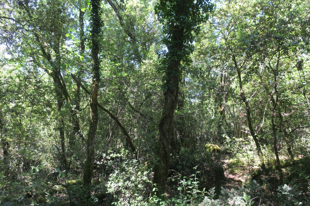 Aceri monspessulani - Quercion ilicis