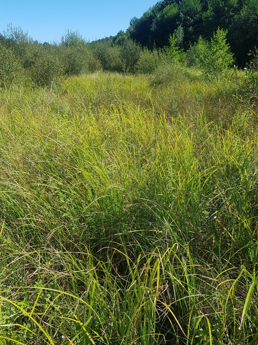 Caricetum ripario - acutiformis