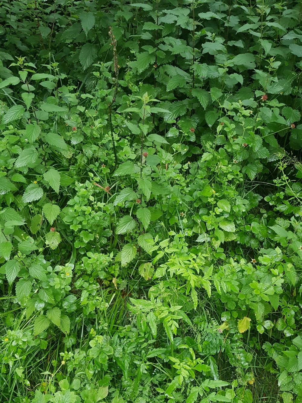 Lapsano communis - Sisonetum amomi