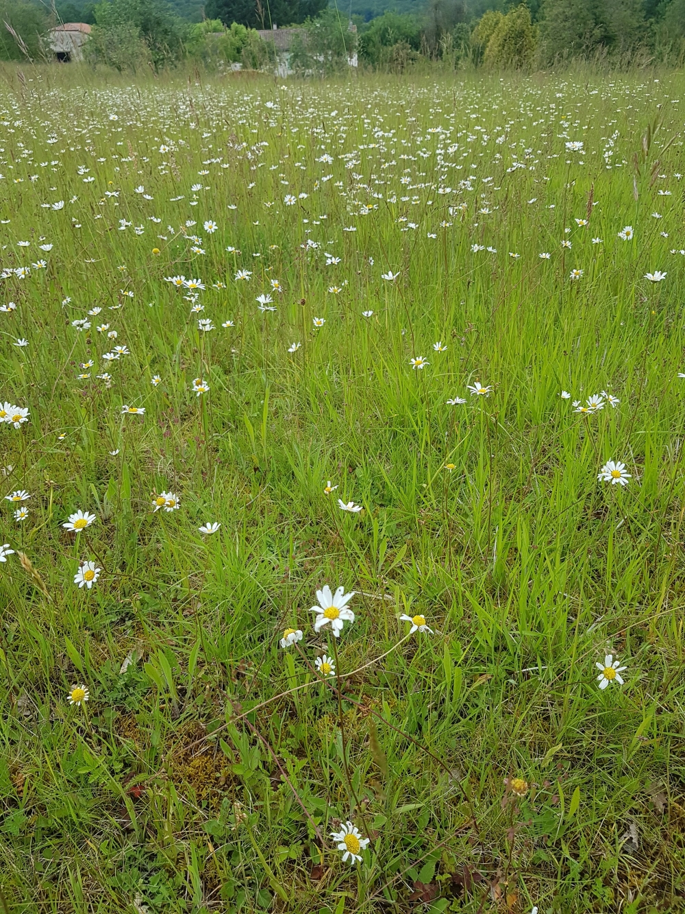 Bromopsidetalia erectae