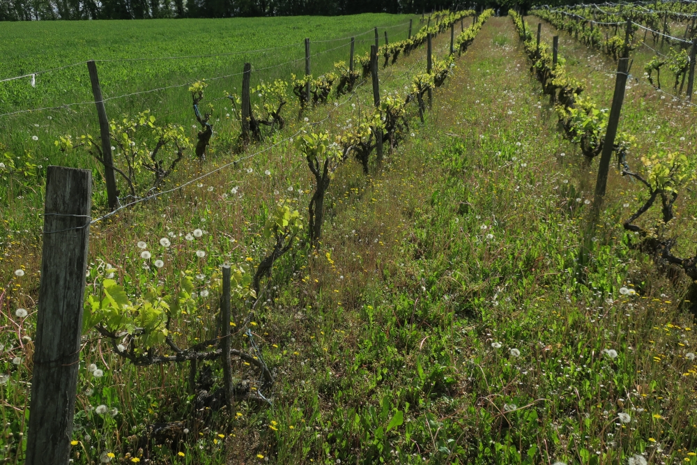 Veronico agrestis - Euphorbion peplidis