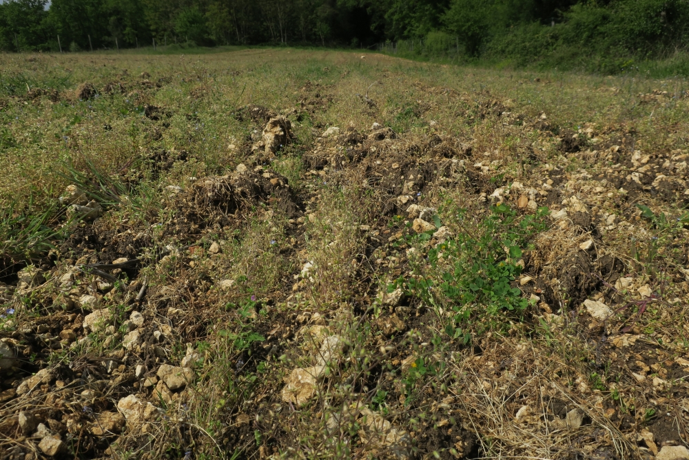 Veronico agrestis - Euphorbion peplidis