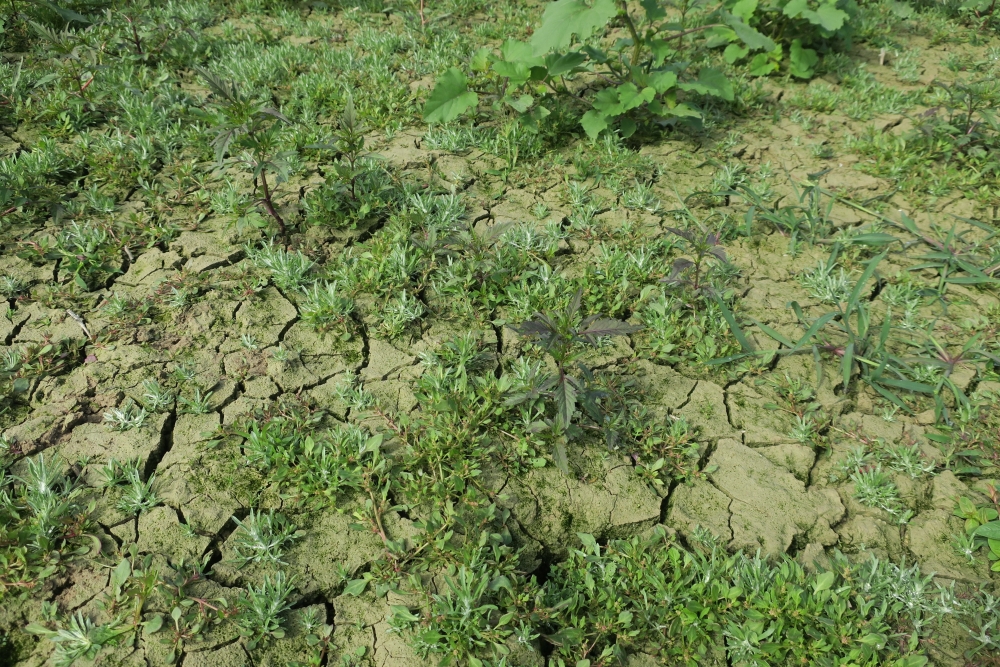Oxybasion rubrae