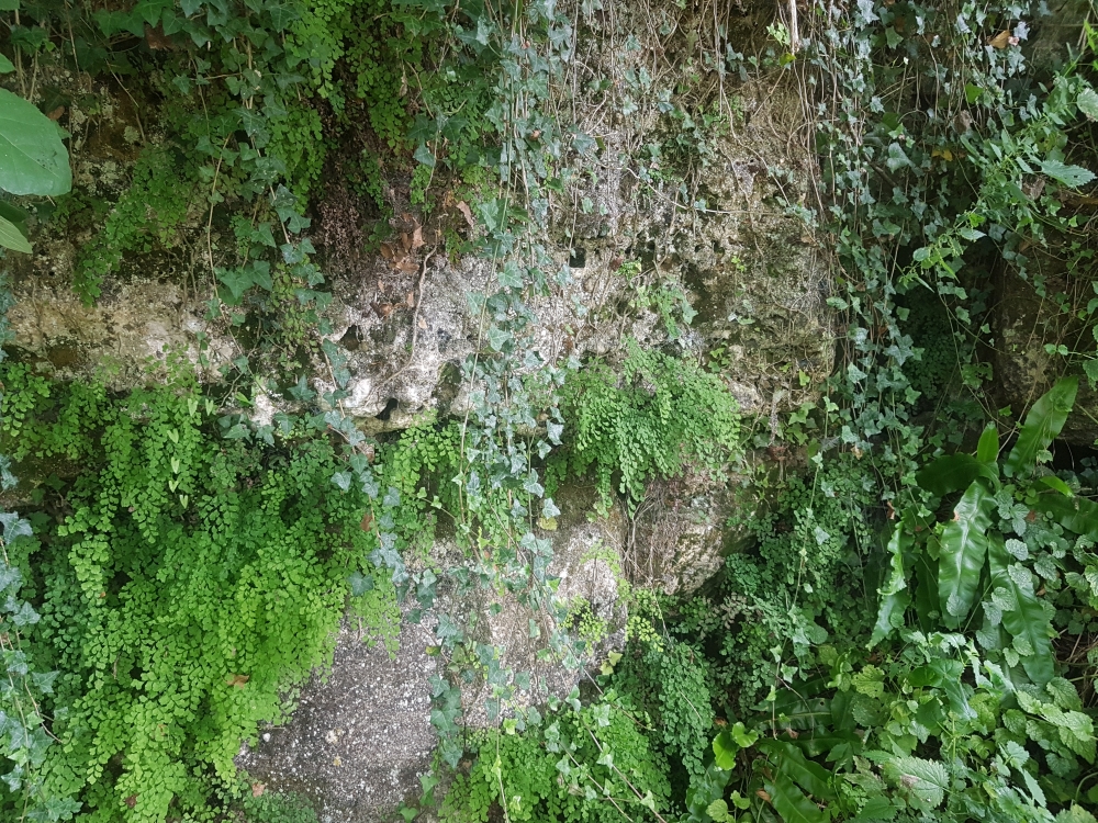 Adiantetea capilli-veneris