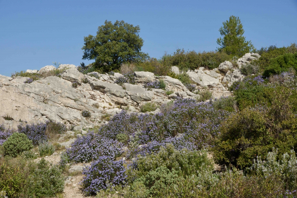 Rosmarinetea officinalis