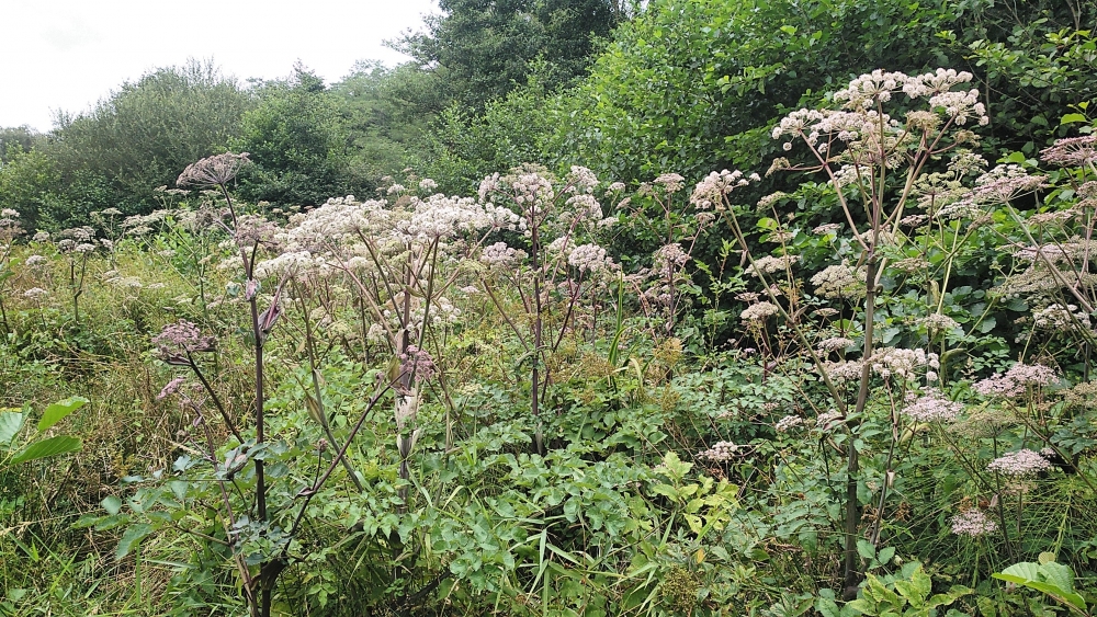 Angelico sylvestris - Filipendulenion ulmariae