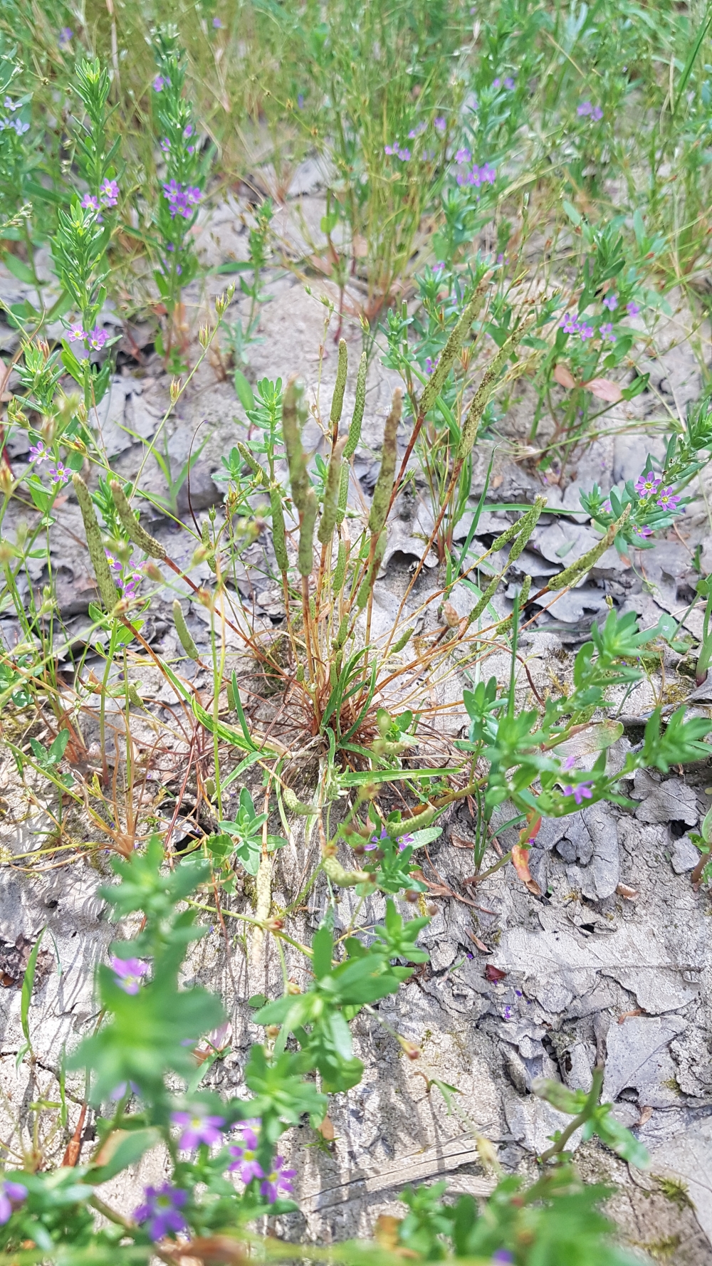 Myosuro minimi - Ranunculetum sardoi