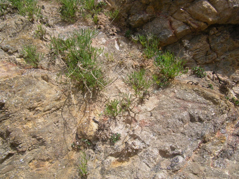 Crithmo maritimi - Limonion binervosi