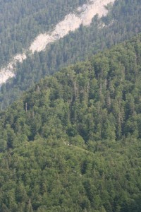 Abieti albae - Fagetum sylvaticae