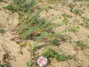 Euphorbio portlandicae - Helichrysion stoechadis