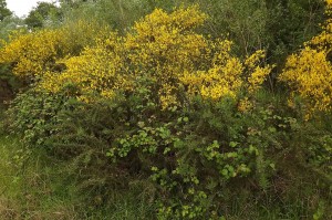 Ulici europaei - Cytision striati