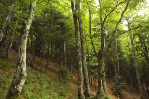 Abieti albae - Fagion sylvaticae