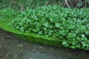Helosciadietum nodiflori