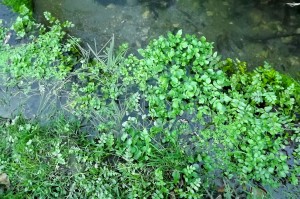 Nasturtietea officinalis