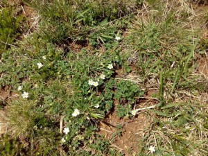 Teucrio pyrenaici - Potentilletum montanae