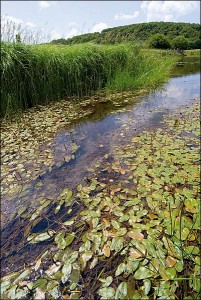 Stuckenietea pectinati