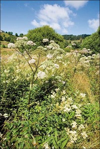 Filipendulo ulmariae - Convolvuletea sepium