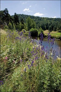 Lactuco alpinae - Aconitetea variegati