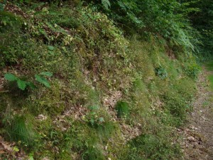 Melampyro pratensis - Holcetea mollis