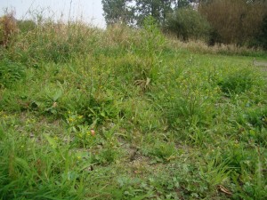 Rumici maritimi - Ranunculetum scelerati