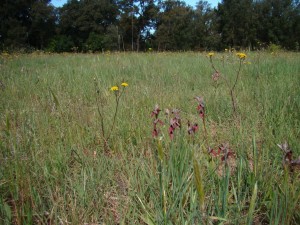 Serapiadetea cordigero - linguae