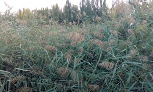 Phragmito australis - Caricetea elatae