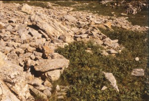 Primulo elatioris subsp. intricatae - Horminetum pyrenaici